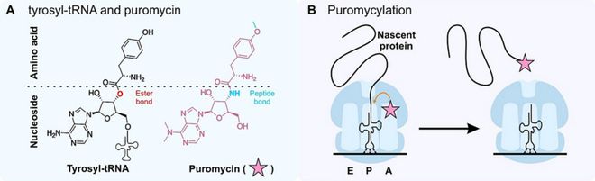 AbMolePuromycin嘌呤霉素三大应用详解：从转染筛选到动物造模(图1)