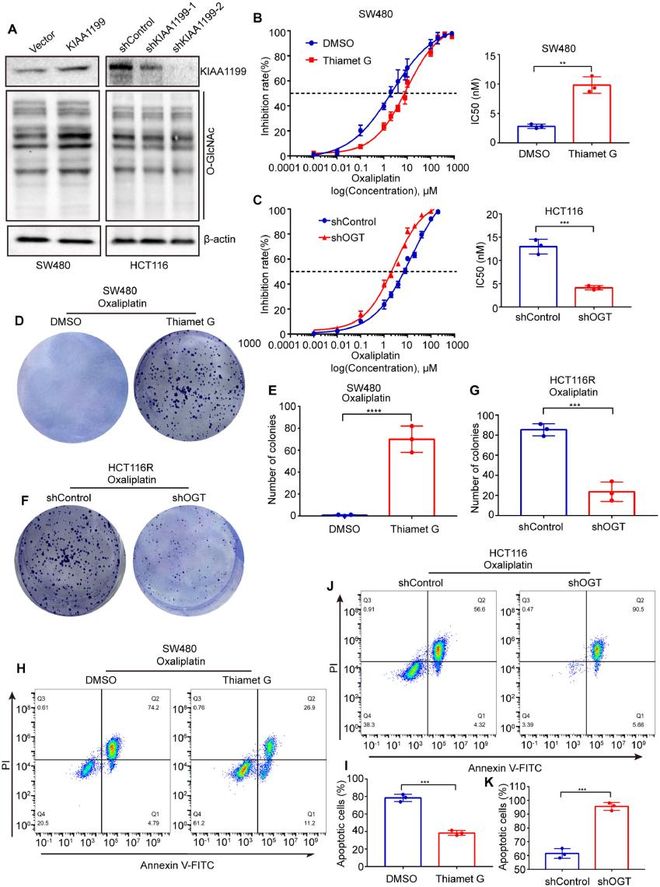 AbMolePuromycin嘌呤霉素三大应用详解：从转染筛选到动物造模(图4)