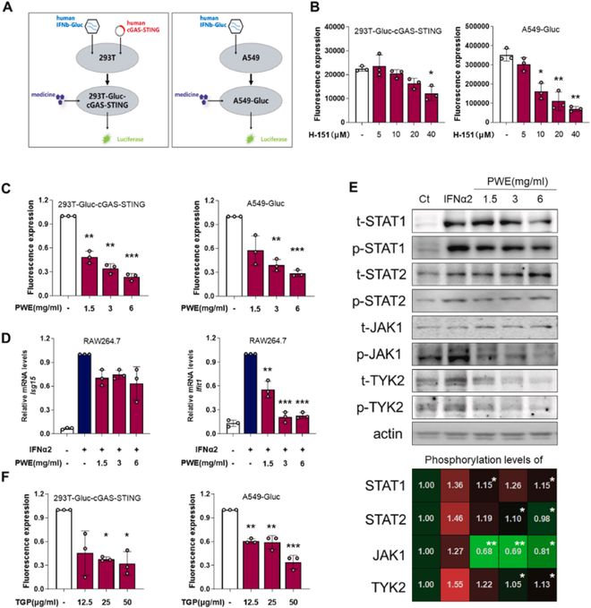 AbMolePuromycin嘌呤霉素三大应用详解：从转染筛选到动物造模(图3)