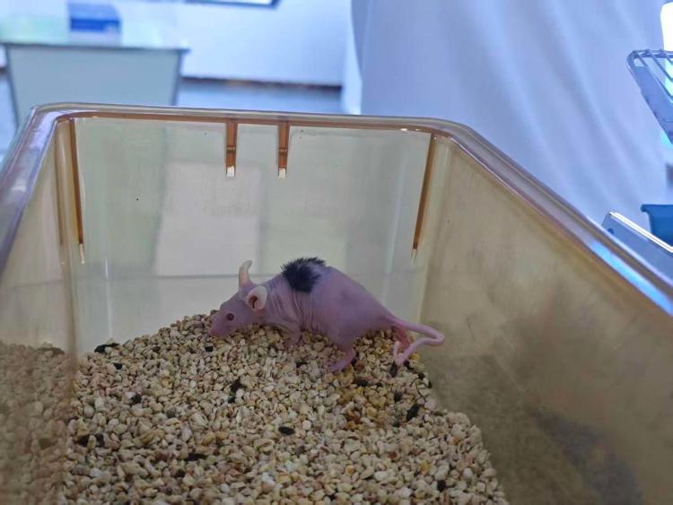 磐升生物：用细胞“种”出完整皮肤(图1)