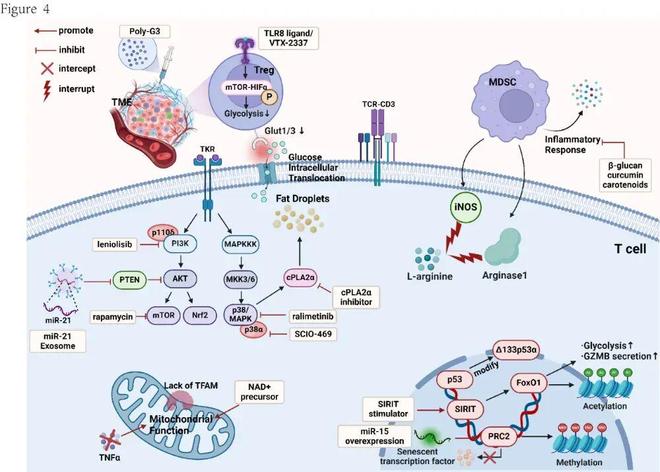Cancer Immuno Res丨张健魏婷罗鹏团队阐明肿瘤微环境中T细胞衰老(图2)