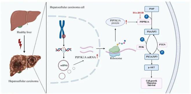CancerLetters丨蒋树龙团队揭示ecDNA介导PIP5K1A扩增驱动肝癌进展的新机制(图2)