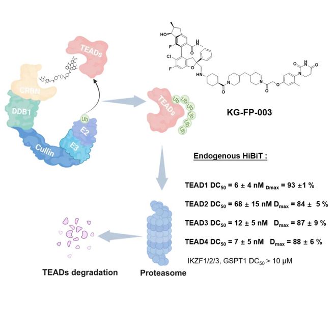 AdvSci丨赵克浩陆文超开发靶向转录因子TEAD的选择性蛋白降解剂(图2)