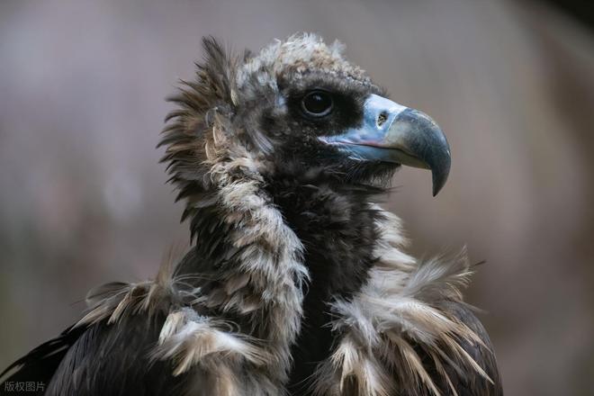 秃鹫有啥特别之处？为啥吃腐肉也不会中毒？有什么科学解释？(图3)