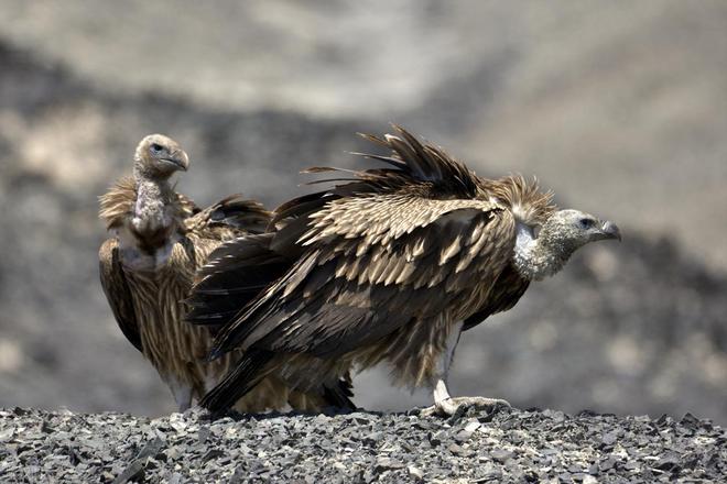 秃鹫有啥特别之处？为啥吃腐肉也不会中毒？有什么科学解释？(图2)