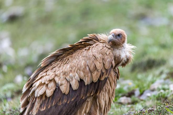 秃鹫有啥特别之处？为啥吃腐肉也不会中毒？有什么科学解释？(图1)