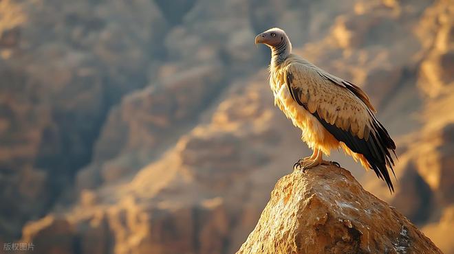 秃鹫有啥特别之处？为啥吃腐肉也不会中毒？有什么科学解释？(图5)