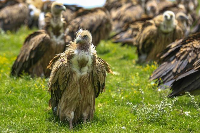 秃鹫有啥特别之处？为啥吃腐肉也不会中毒？有什么科学解释？(图4)