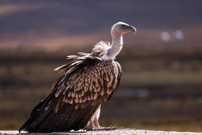 秃鹫有啥特别之处？为啥吃腐肉也不会中毒？有什么科学解释？(图6)