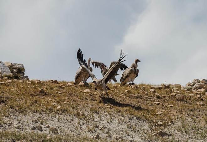 秃鹫有啥特别之处？为啥吃腐肉也不会中毒？有什么科学解释？(图7)