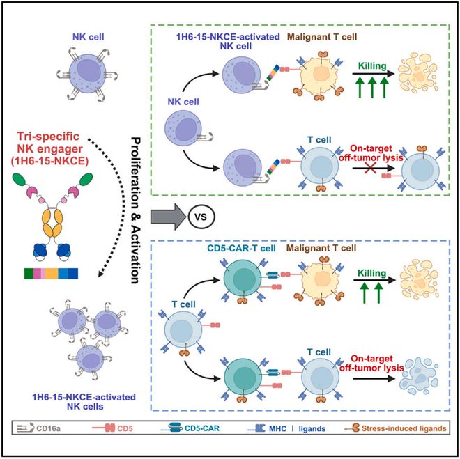 Cell子刊：华西医院仝爱平牛挺团队开发三特异性NK细胞接合器安全有效治疗T细胞肿瘤(图2)