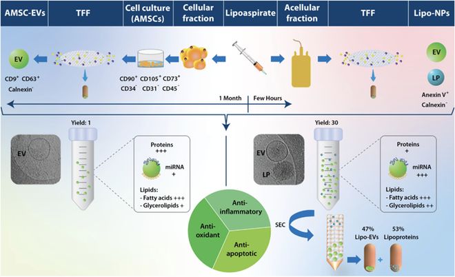 脂肪组织外泌体：来源、特性与应用(图1)