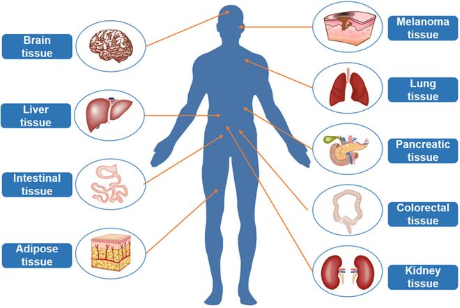 脂肪组织外泌体：来源、特性与应用(图2)