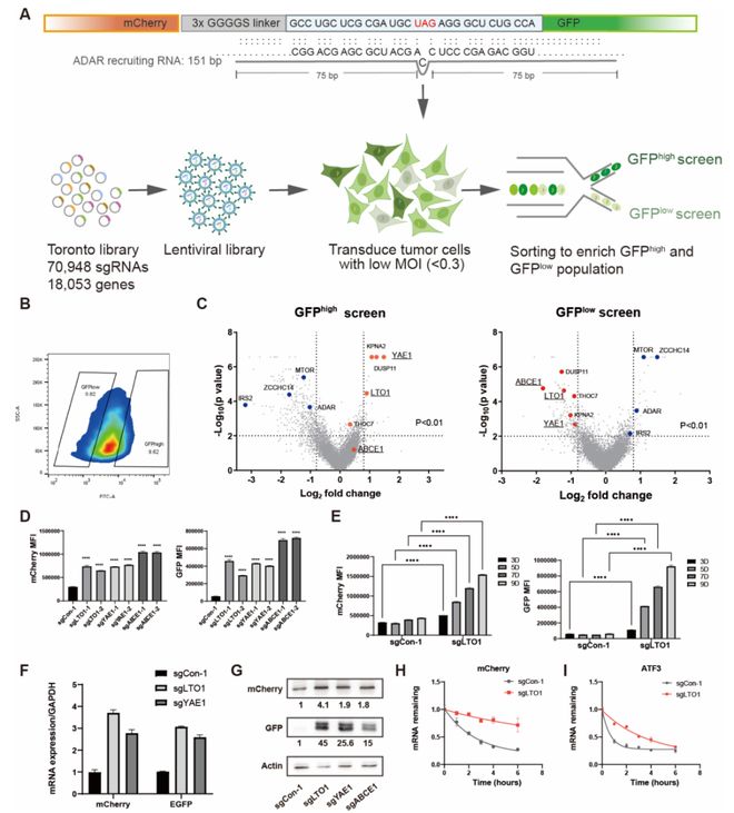 靶向LTO1YAE1可重启MHC-I表达使“冷肿瘤”变“热”(图1)