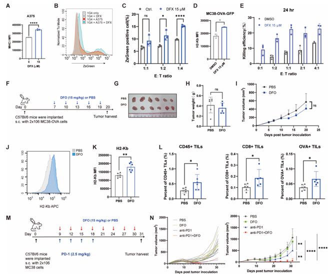 靶向LTO1YAE1可重启MHC-I表达使“冷肿瘤”变“热”(图3)