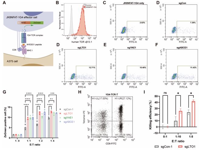 靶向LTO1YAE1可重启MHC-I表达使“冷肿瘤”变“热”(图2)