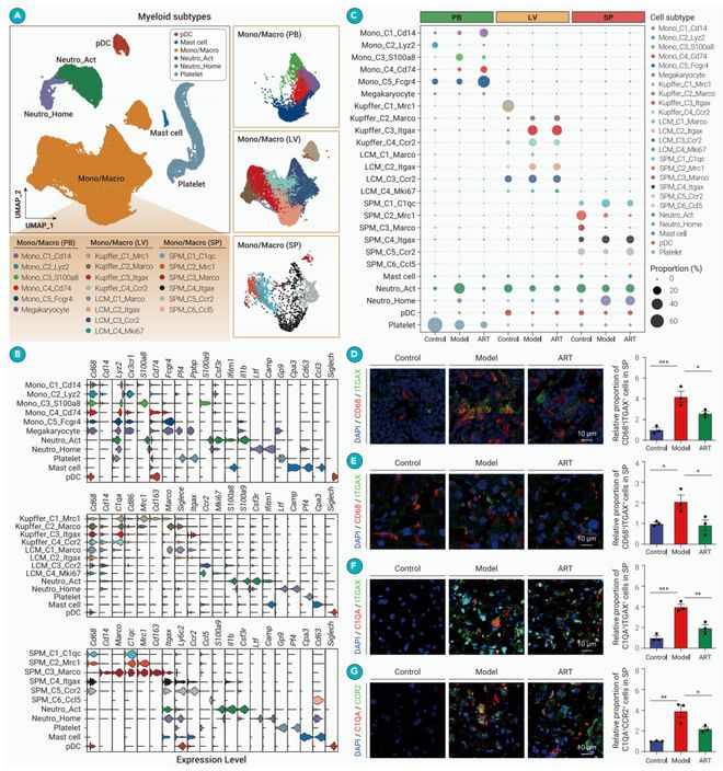 厉害！屠呦呦团队揭示青蒿素免疫调节新机制！做图好看意义非凡！(图1)