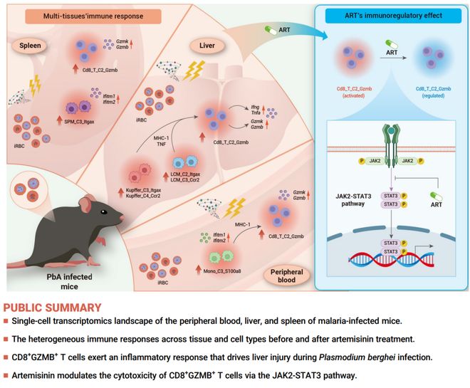 厉害！屠呦呦团队揭示青蒿素免疫调节新机制！做图好看意义非凡！(图5)
