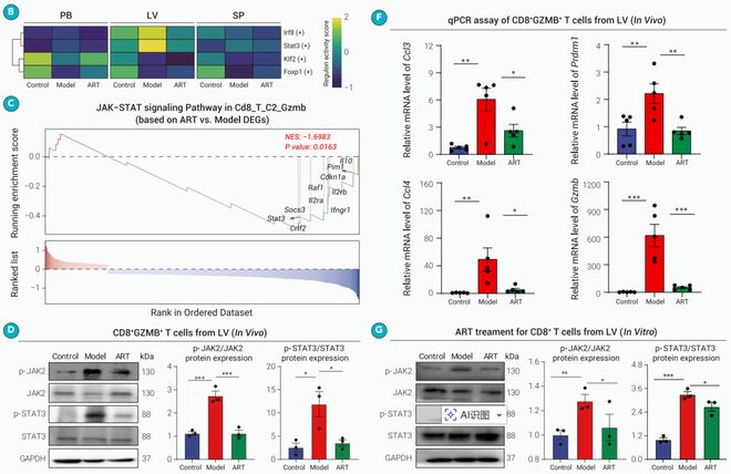 厉害！屠呦呦团队揭示青蒿素免疫调节新机制！做图好看意义非凡！(图3)