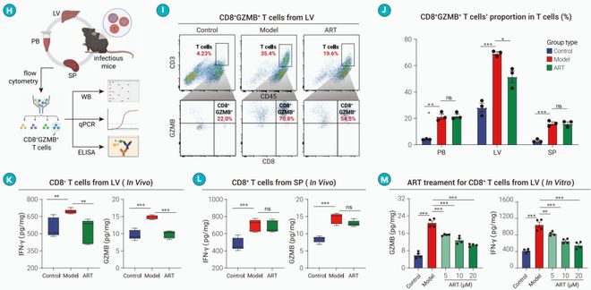 厉害！屠呦呦团队揭示青蒿素免疫调节新机制！做图好看意义非凡！(图4)