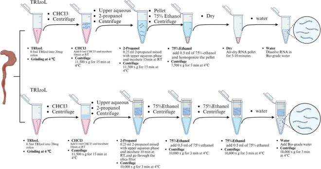 APPS优化TRIzol-硅胶柱法提取DSS结肠炎模型RNA：解决PCR抑制问题(图2)