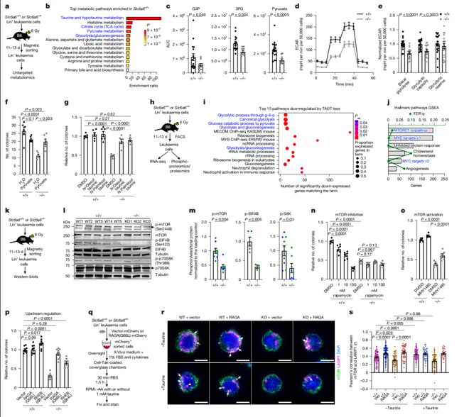 Nature大发现！破解牛磺酸促癌机制克服肿瘤耐药！(图4)