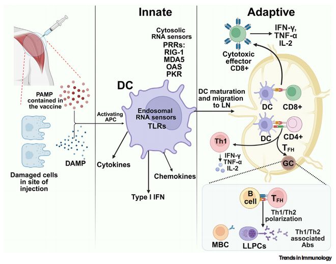 mRNA疫苗：虫媒病毒的“新天敌”防控难题迎刃而解(图3)