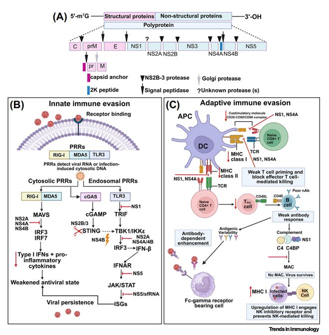 mRNA疫苗：虫媒病毒的“新天敌”防控难题迎刃而解(图2)