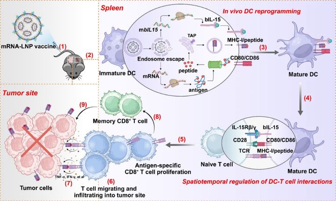 上海交通大学章雪晴等团队合作设计mRNA疫苗通过体内树突状细胞重编程增强抗肿瘤免疫(图2)