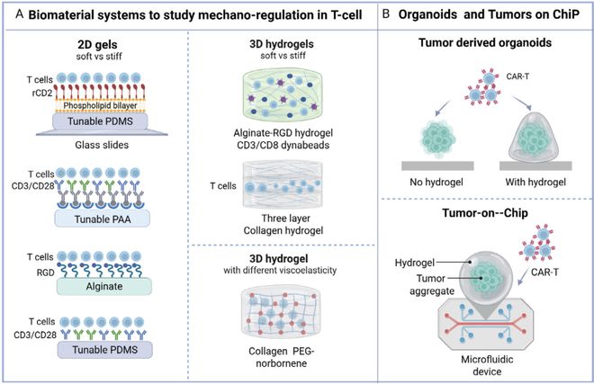 从实验室到临床：合成生物学+生物材料改写CAR-T抗癌格局(图5)