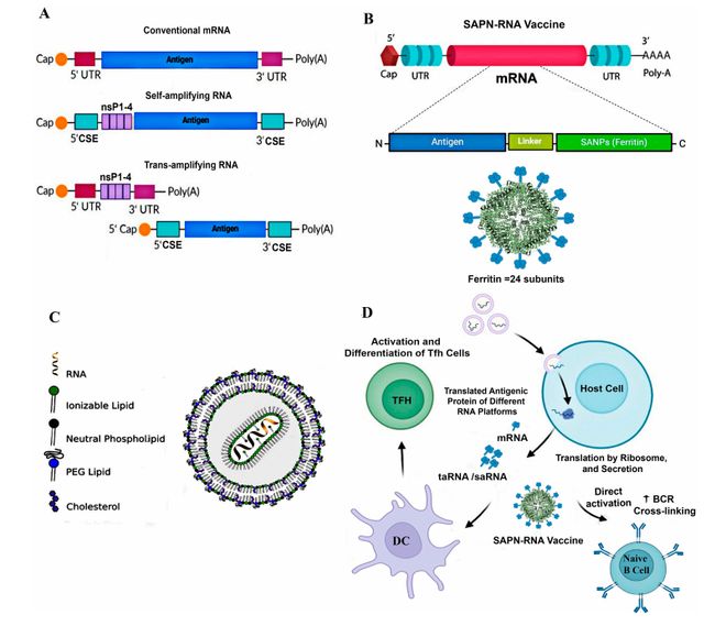 解锁下一代疫苗：让Tfh细胞发力抗体保护更持久(图3)