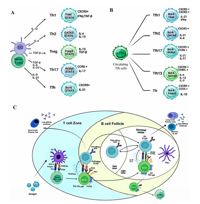 解锁下一代疫苗：让Tfh细胞发力抗体保护更持久(图2)