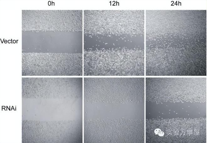 癌细胞是一种独立的生物吗？(图2)
