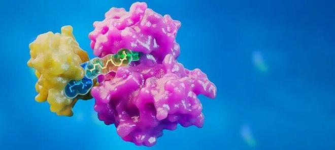 打破“不可成药”困局一体化平台加速蛋白降解疗法研发(图1)