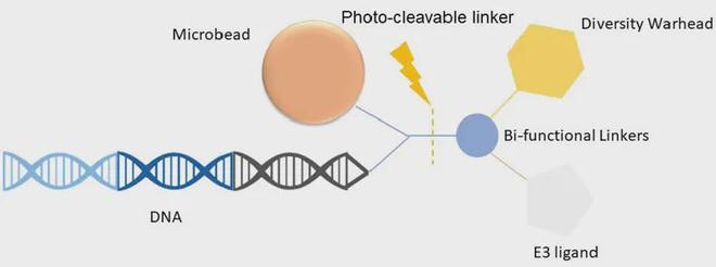 打破“不可成药”困局一体化平台加速蛋白降解疗法研发(图2)