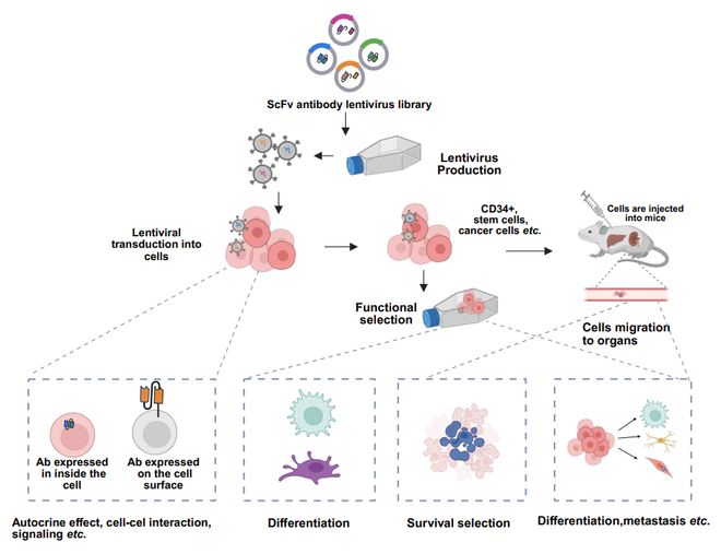 5大核心技术揭开单克隆抗体的研发密码(图3)