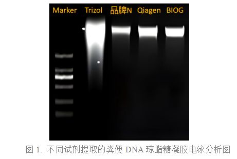 粪便DNA提取方法比较与分析(图1)