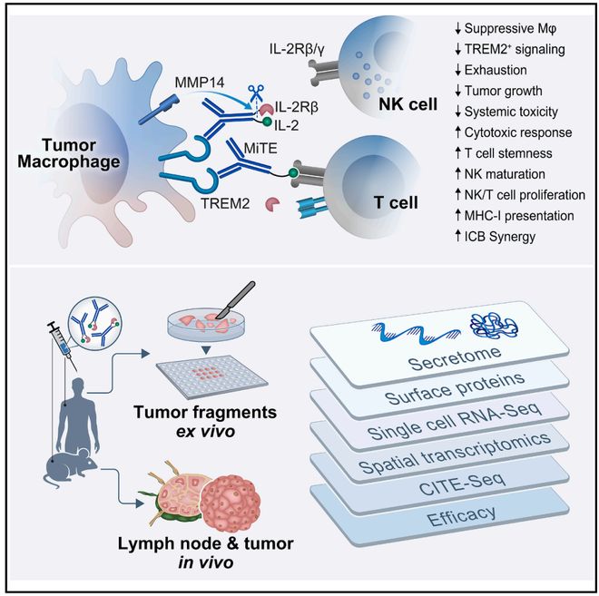 Cell靶向巨噬细胞的新型免疫细胞因子MiTEs重塑肿瘤微环境激发多轴协同抗肿瘤免疫(图1)