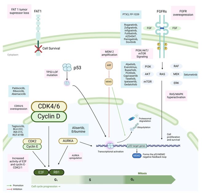 综述解读：HR+HER2-乳腺癌CDK46抑制剂耐药机制探索与治疗新对策(图1)
