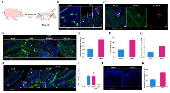PNAS南京农业大学杨倩教授团队揭示杯状细胞主导鼻腔与肠道黏膜病毒感染新机制(图1)