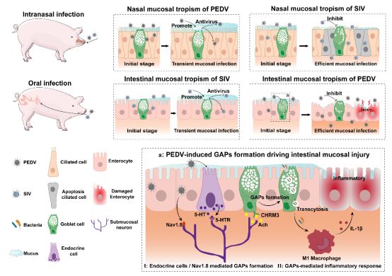 PNAS南京农业大学杨倩教授团队揭示杯状细胞主导鼻腔与肠道黏膜病毒感染新机制(图2)