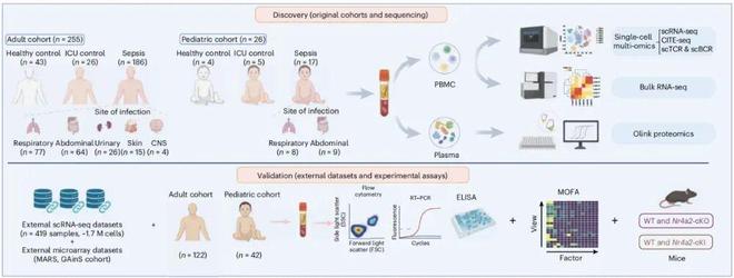 NatImmunol丨曹炬徐昉团队揭示脓毒症免疫异质性的细胞模式及分子机制(图2)