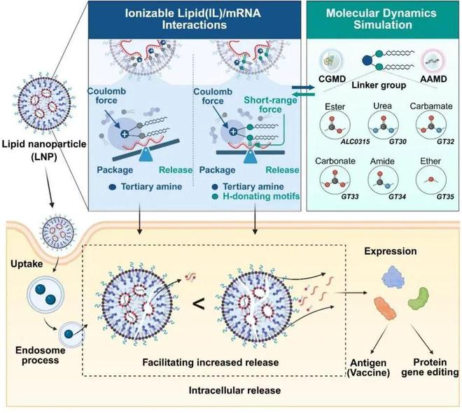 AdvMater丨夏宇飞、任瑛等解析LNP组装动力学过程引入短程相互作用力实现mRNA组装-释放可控(图2)