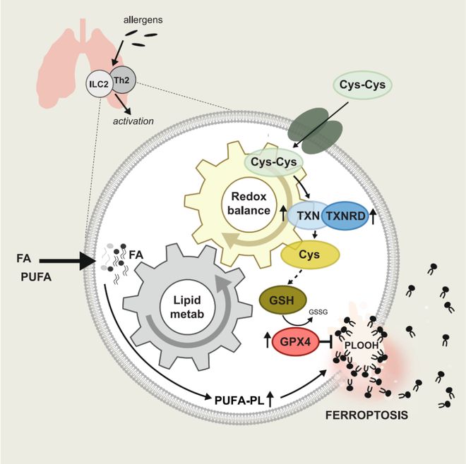 Immunity：揭开铁死亡与哮喘的关联(图2)