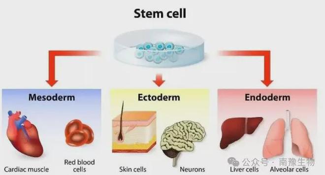 间充质干细胞临床疗效差异的深度解析‌(图1)