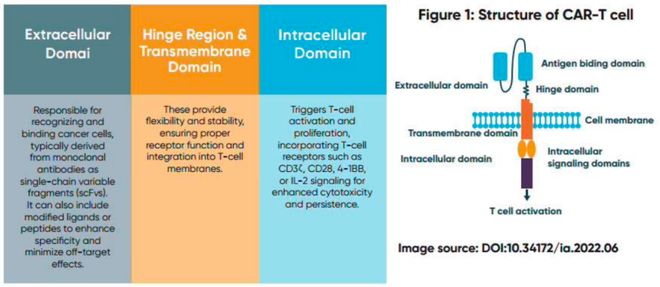 并购频发、管线爆发！体内CAR-T为何成药企必争赛道？(图1)