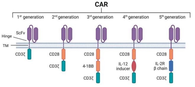 并购频发、管线爆发！体内CAR-T为何成药企必争赛道？(图2)