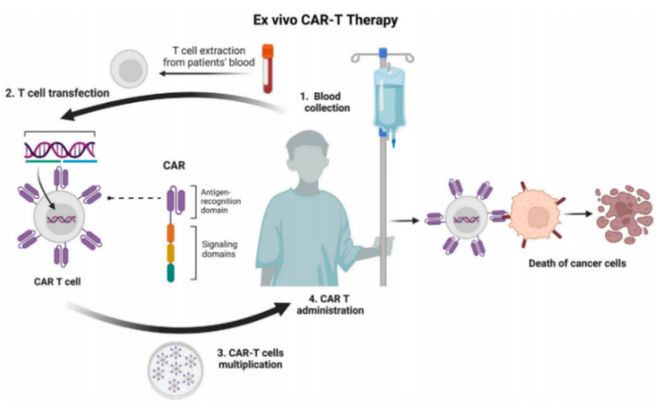并购频发、管线爆发！体内CAR-T为何成药企必争赛道？(图4)