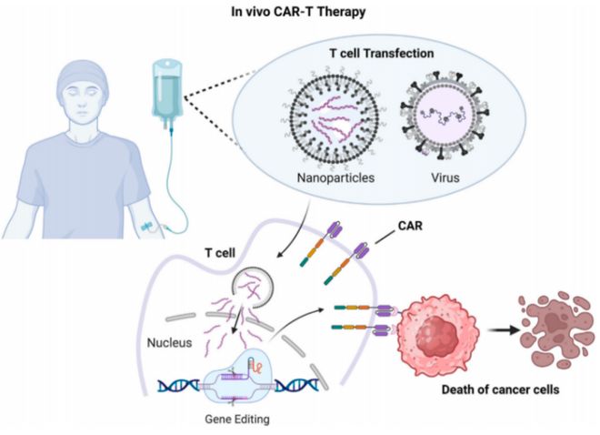 并购频发、管线爆发！体内CAR-T为何成药企必争赛道？(图7)
