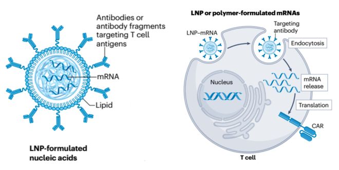 从“体外定制”到“体内生成”CAR-T疗法的下一个十年全解析(图5)